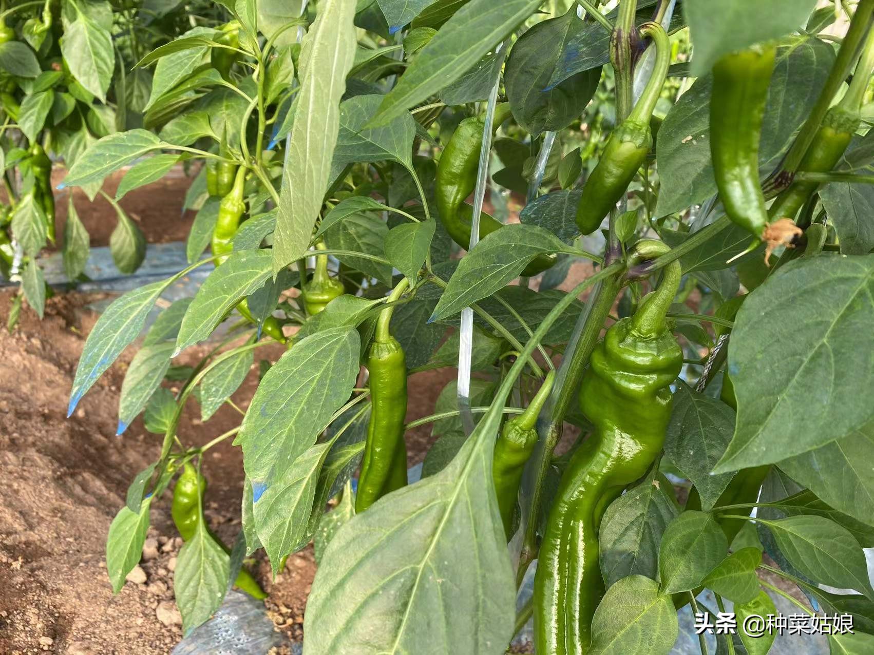 怎样防治辣椒落花落蒂,辣椒落花落果怎么治疗