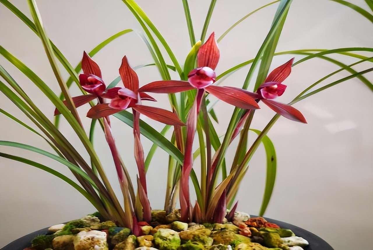 最香名贵十种兰花,老花匠都爱养的2款名贵兰花