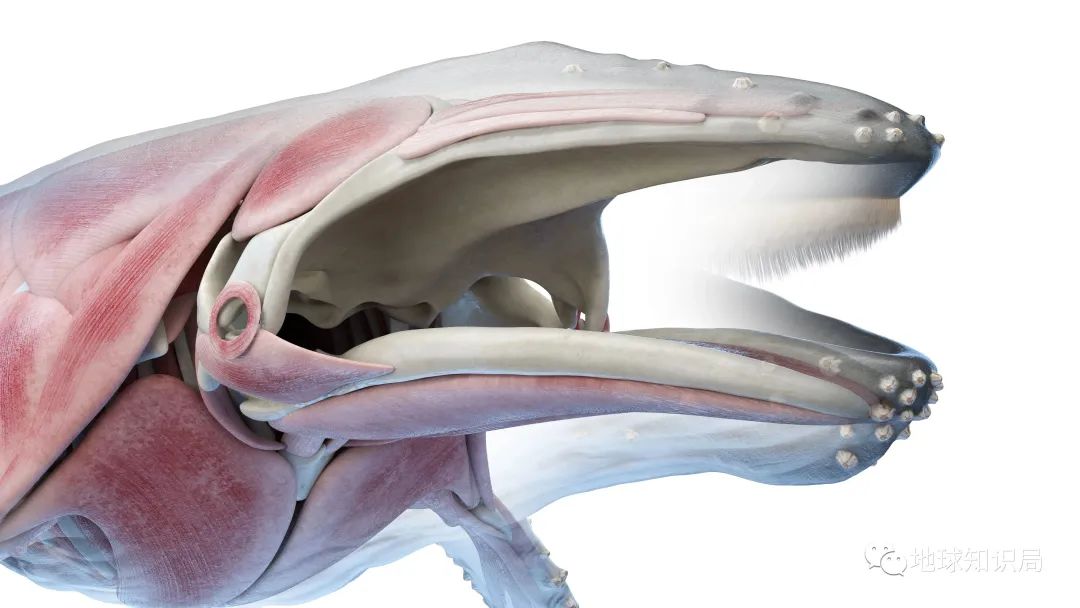 他们，做了一个违背祖宗的决定！|地球知识局