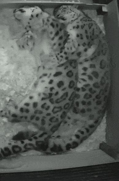 世界上最奇怪最大最恐怖的蛇图片,世界上十大恐怖诡异蛇