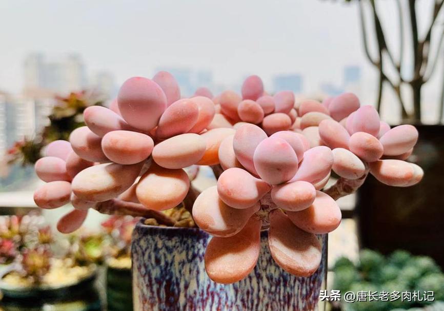 养老桩的多肉要用大盆吗,养老桩多肉用什么盆