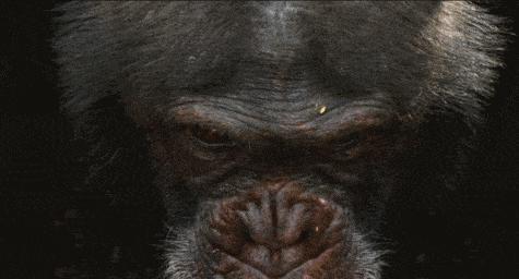 提高认知增长知识的高分纪录片,孩子必看的5部纪录片