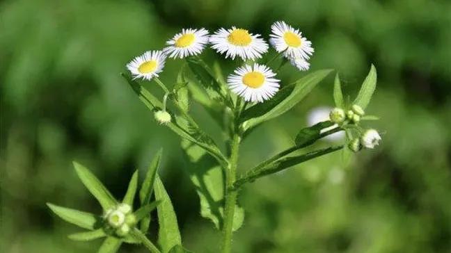 大智若愚其实一点都不糊涂,越傻越聪明大智若愚