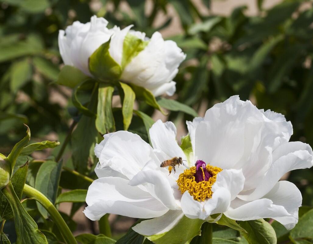 新兴粮油浓香菜籽油,新型植物食用油