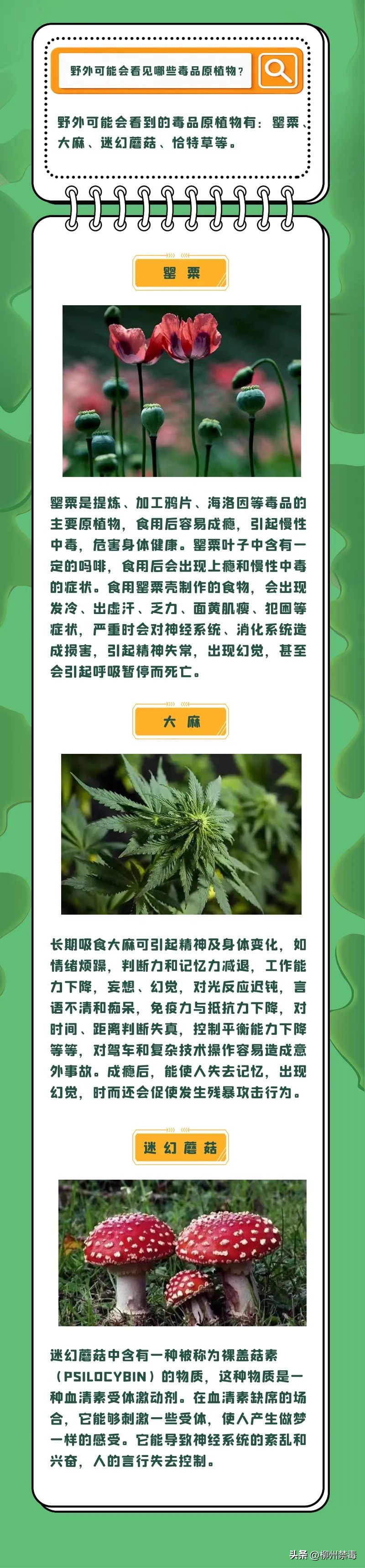 是“毒”还是“菜”？巧用微信“扫一扫”，*品毒**原植物立刻原形毕露！