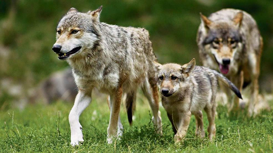 狼群中最低级的狼有交配权吗,狼群中的母狼都可以产子吗