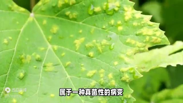 阳台养花怎么预防病虫害,家庭养花虫害怎么治