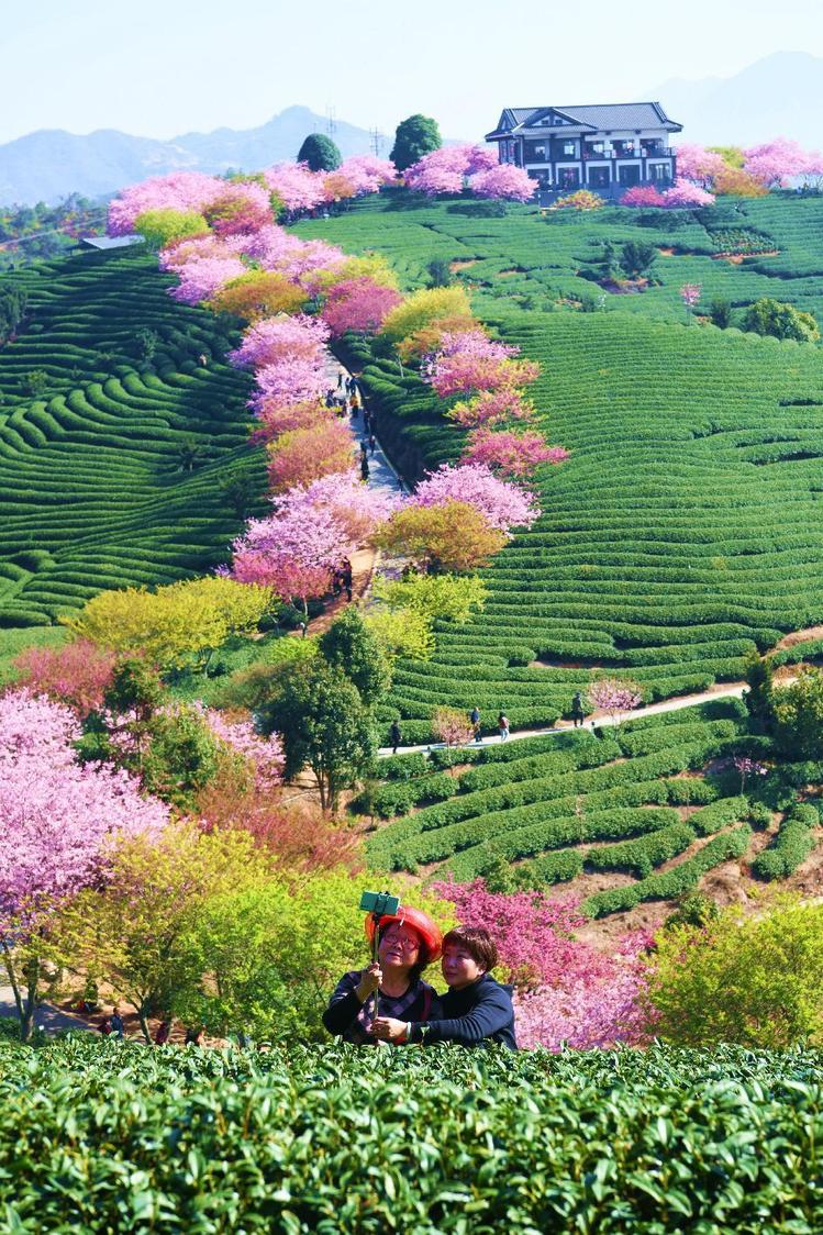沉浸式体验漫山遍野杜鹃花,探访中国杜鹃花之乡福建永福