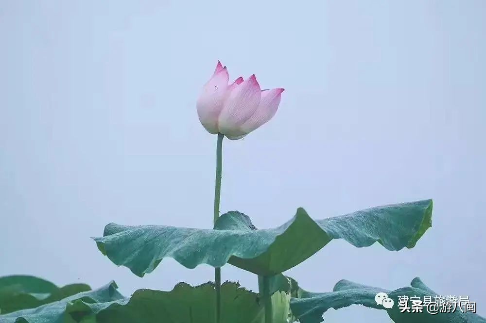 世界最大的梯田,世界梯田之最