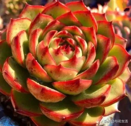 月亮石多肉容易长侧芽吗 (多肉月亮石适合阳台养活吗)