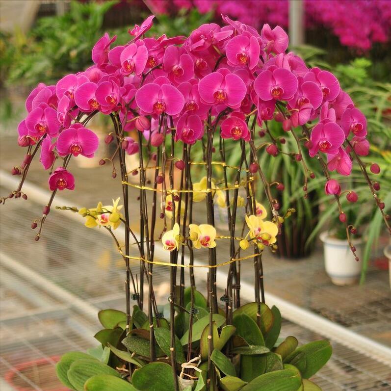 蝴蝶兰的养殖方法及注意事项,蝴蝶兰的养殖方法注意事项