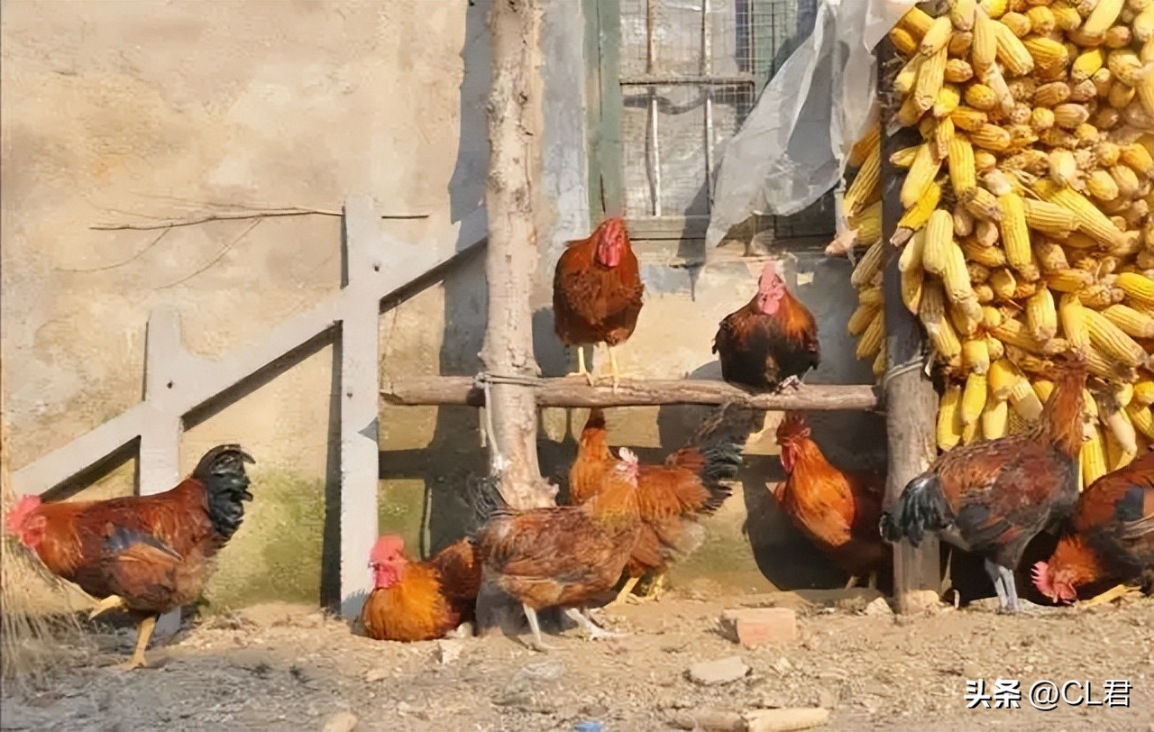 古话说穷不养狗富不养猫是啥意思,在农村养鸡养羊真的行吗