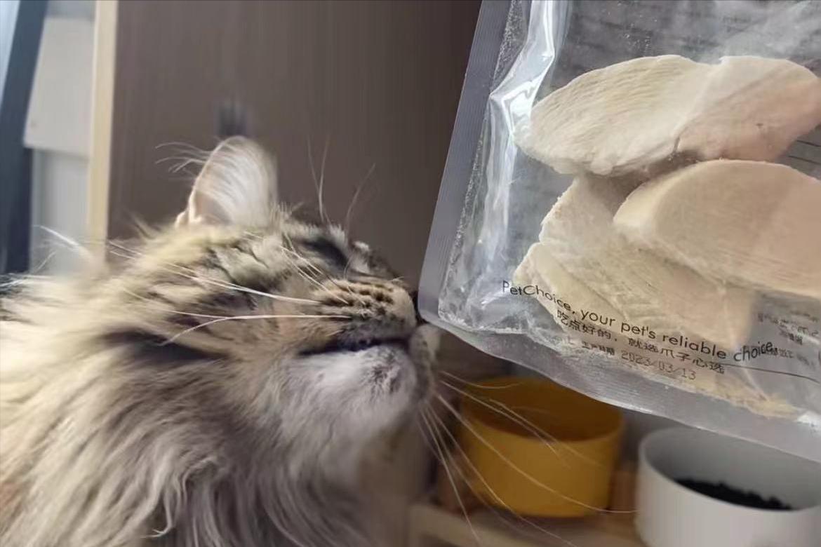 缅因猫缺营养对毛发有什么影响,缅因猫吃什么最容易爆毛