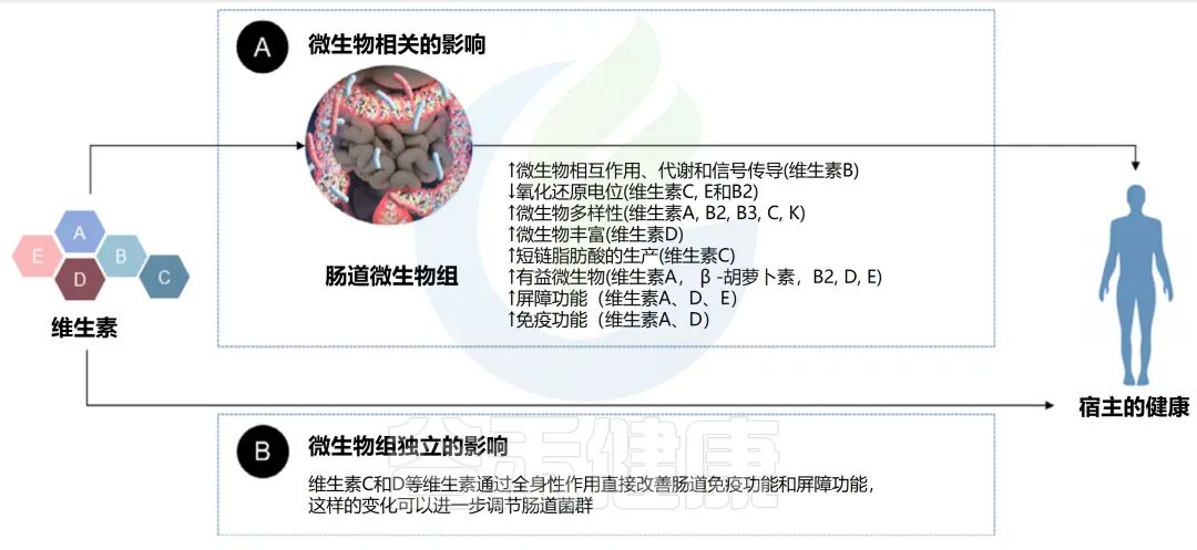 如何解读肠道菌群检测报告中的维生素指标？