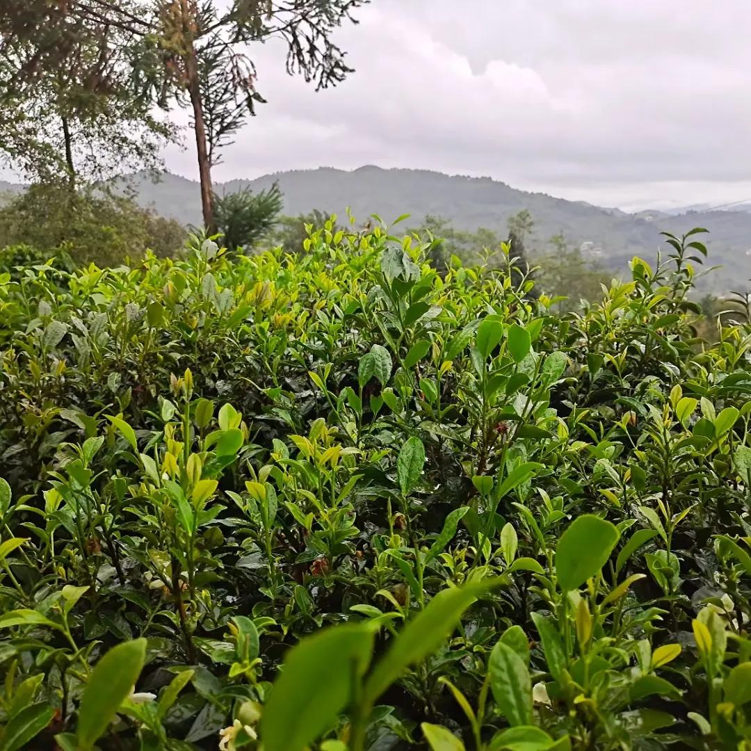 泡茶多少茶叶多少水合适,泡茶用什么牌子水