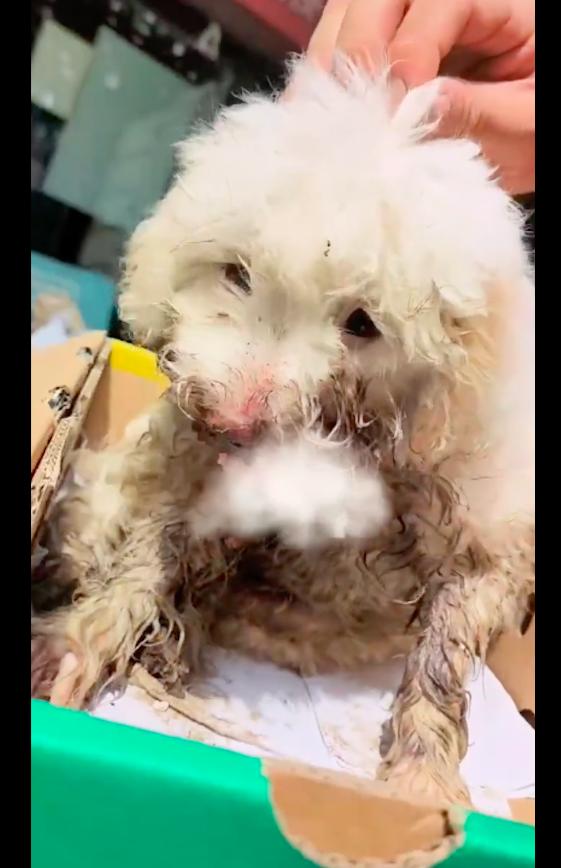 狗狗下巴磕断了,狗狗嘴巴被骨头卡住了救助方法