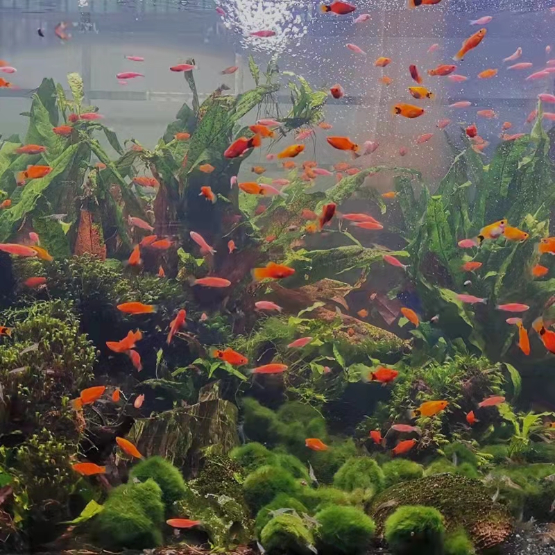 新手养观赏鱼全过程,新手养鱼入门基础教程小观赏鱼