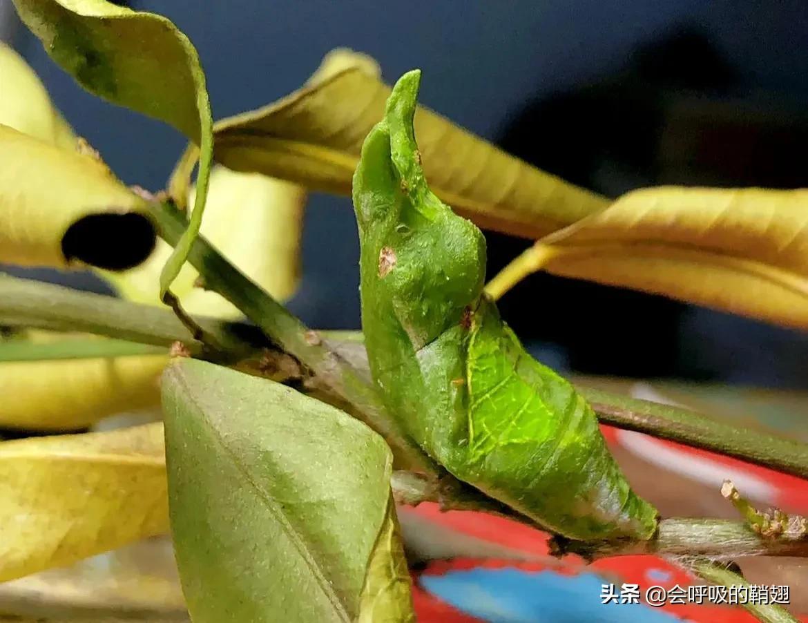 5个月的等待,经过5个多月的漫长等待