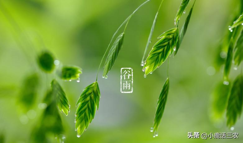 谷雨对农村有什么说法,老一辈对谷雨的说法