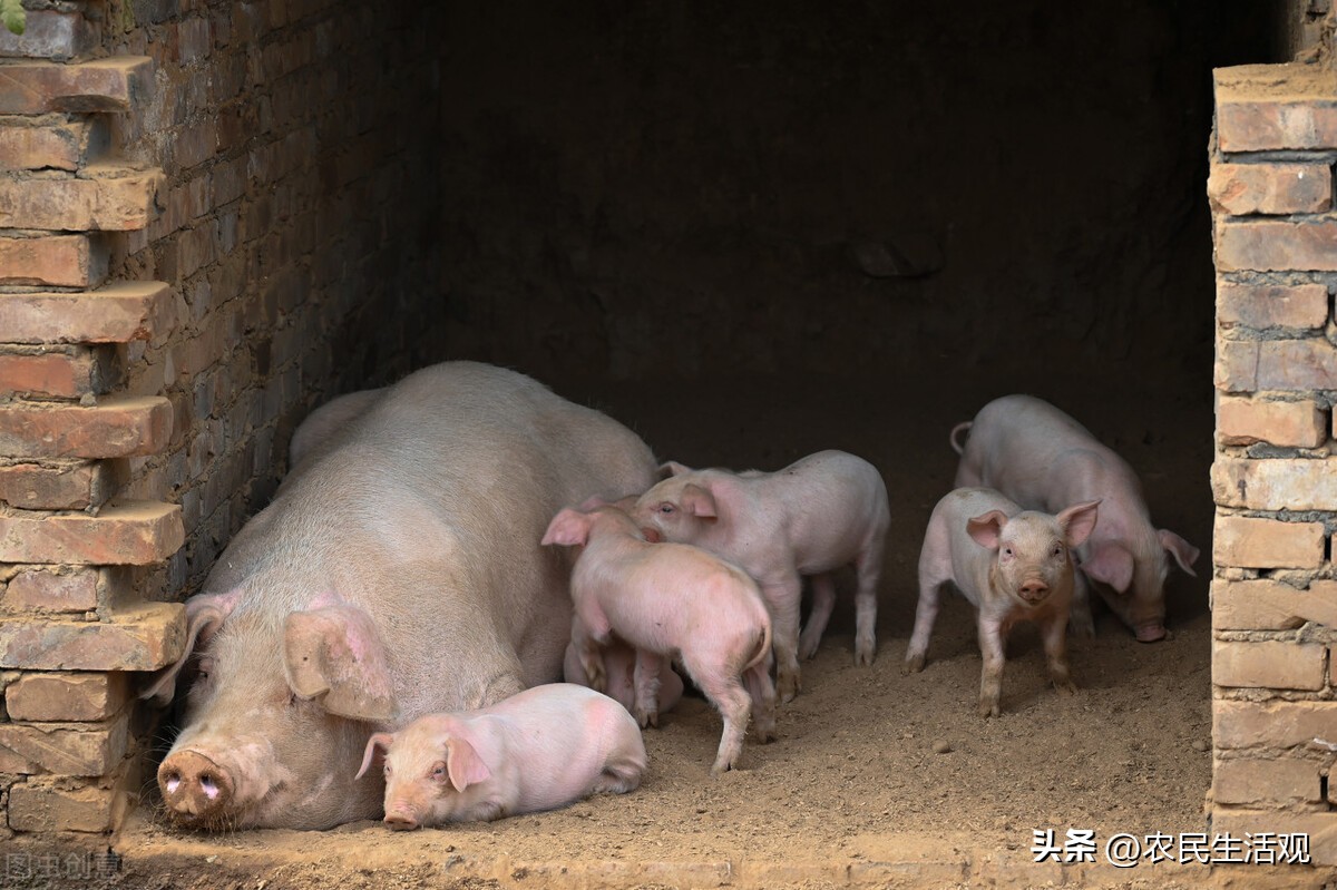 现在农村养猪不赚钱怎么办,农村养猪的出路在哪里