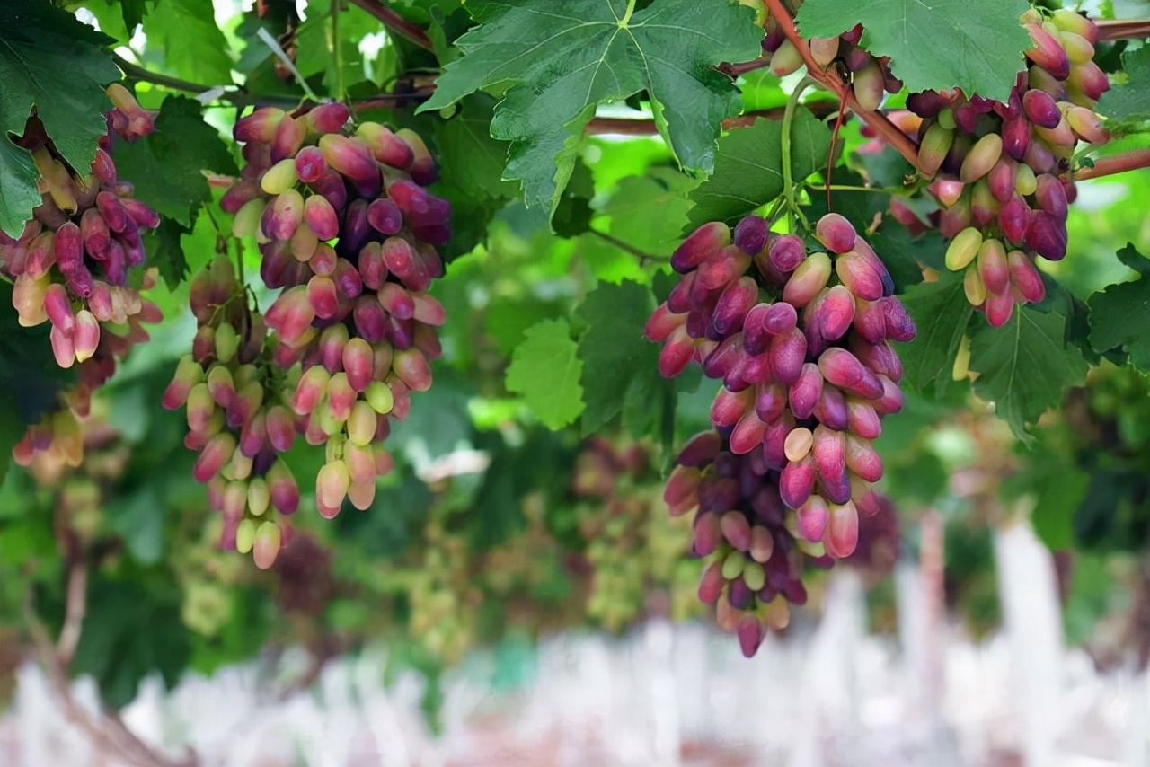 院子里葡萄架越来越少，不是不喜欢，而是这12种藤蔓植物能替代它