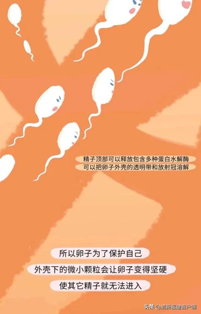 漫画专题丨这就是精子进入女性体内的全过程,太神奇了