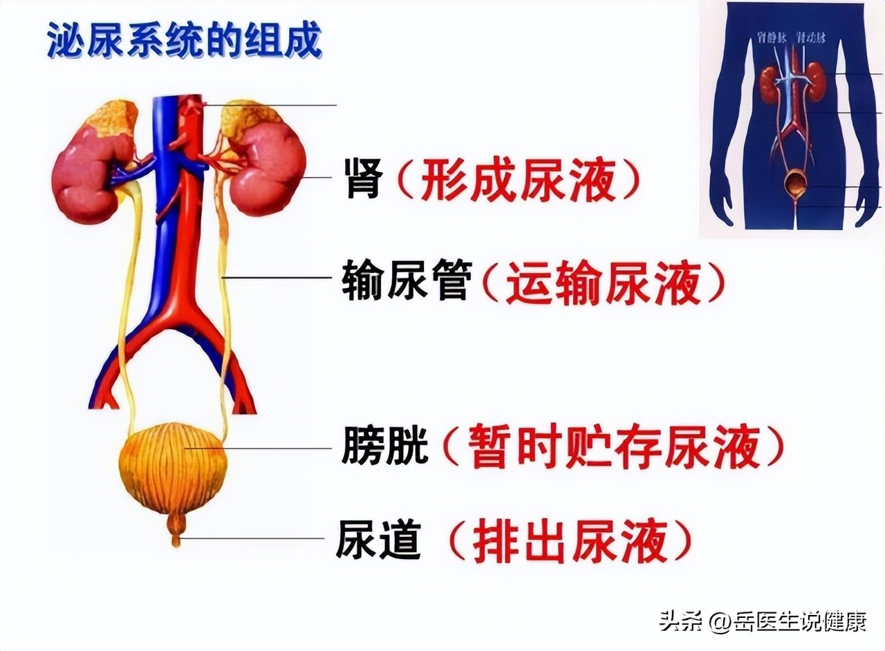 尿路感染了吃什么药,尿路感染要用什么药治疗好