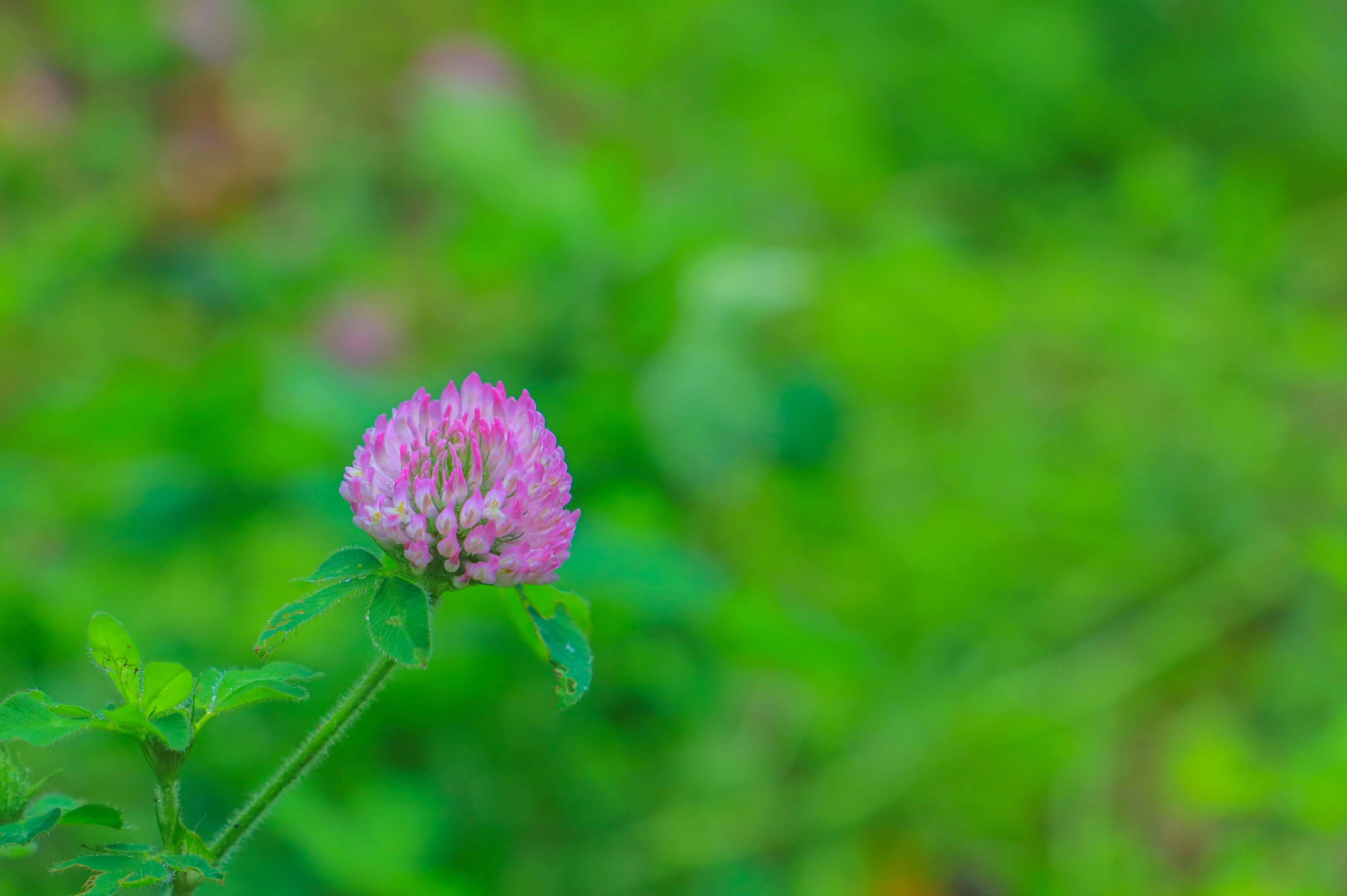 西雅图的“小九寨”，暮光之城取景地，夏天避暑太治愈了