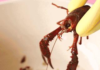 小龙虾头怎么吃,小龙虾什么部位不能吃