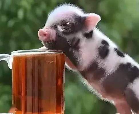 茶杯猪有多可爱,茶杯猪有多大