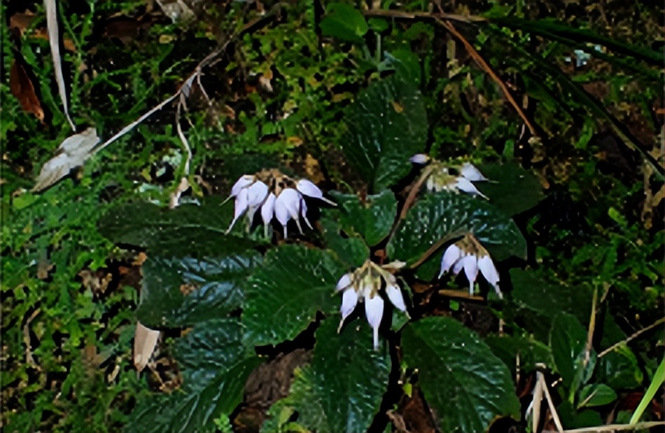 早安地球,早安地球村