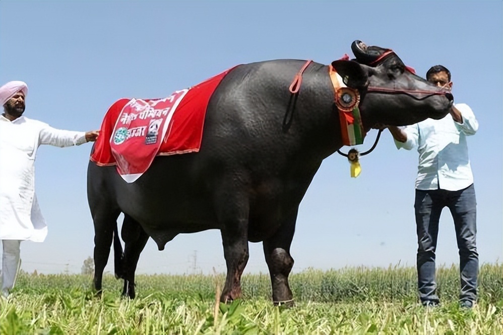 突破基因枷锁会怎样,普通马和斑马杂交是否可育