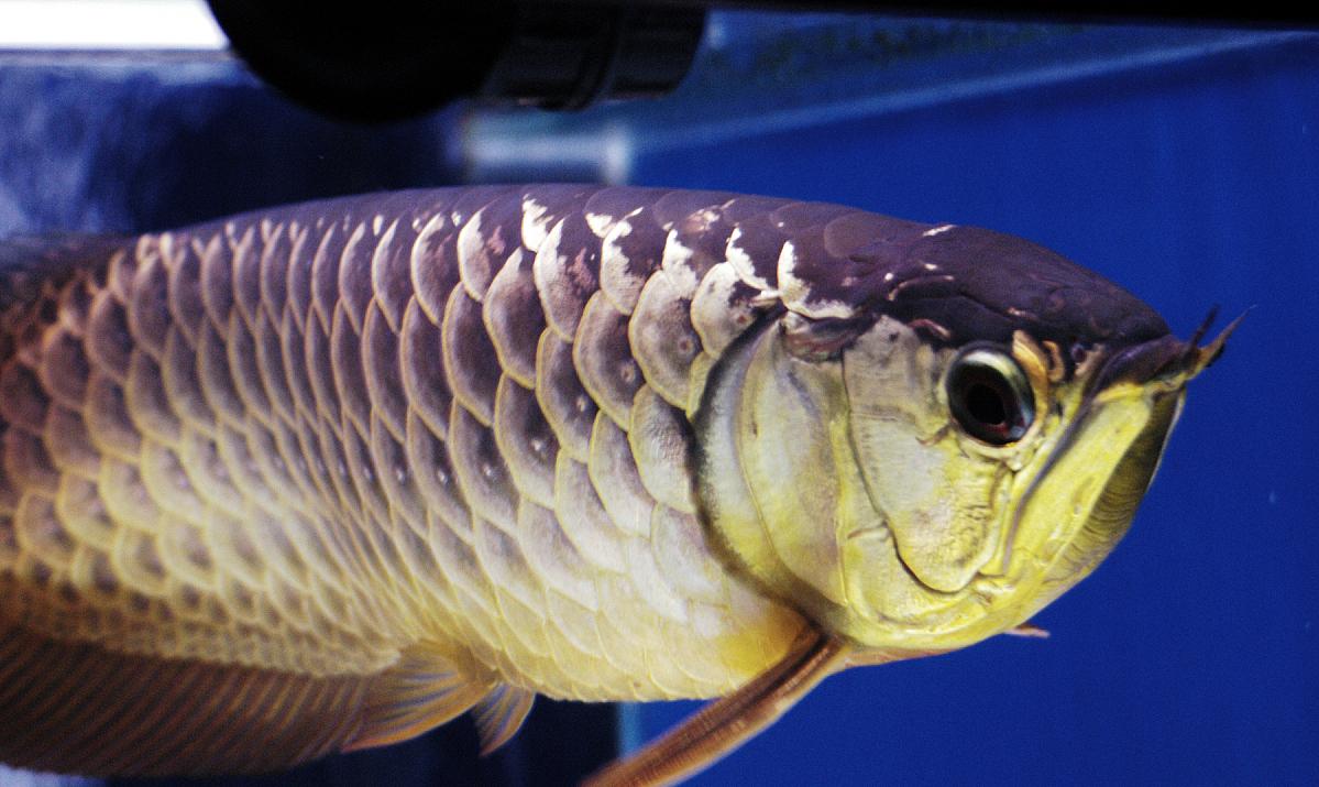 帝龙渔业的辣椒红龙怎么样,龙鱼喂养方法如何正确喂养龙鱼