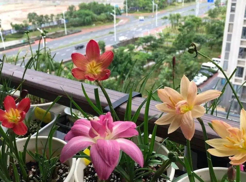 最适合小花盆种的花,顽强的小花草