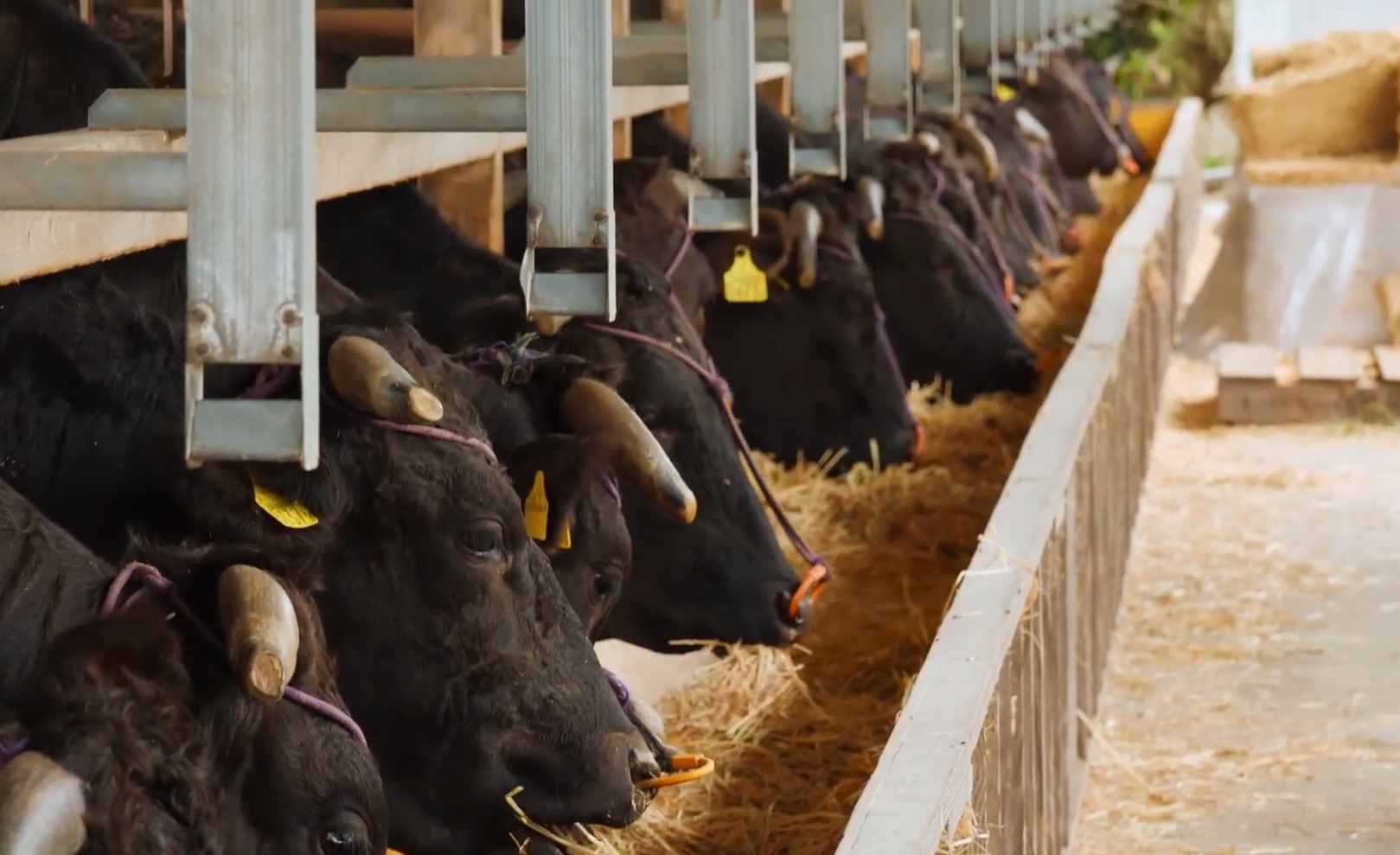 日本和牛的养殖和屠宰,日本和牛残忍养殖