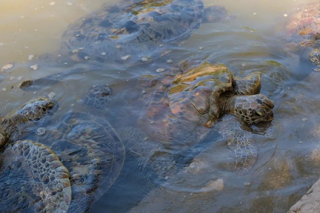 巴厘岛旅游必去100个地方,旅游目的地巴厘岛