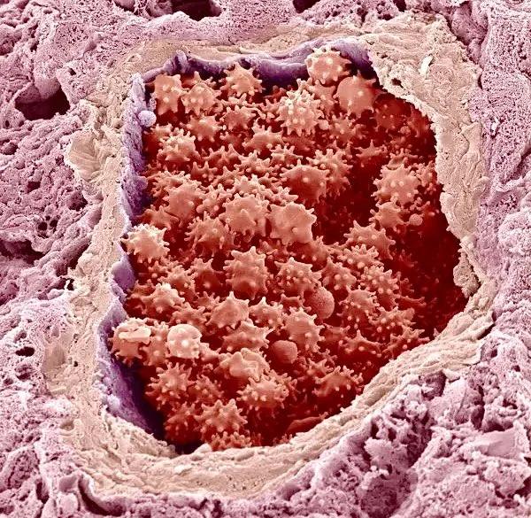 显微镜观察人体的四种组织图片,人体显微镜下的样子