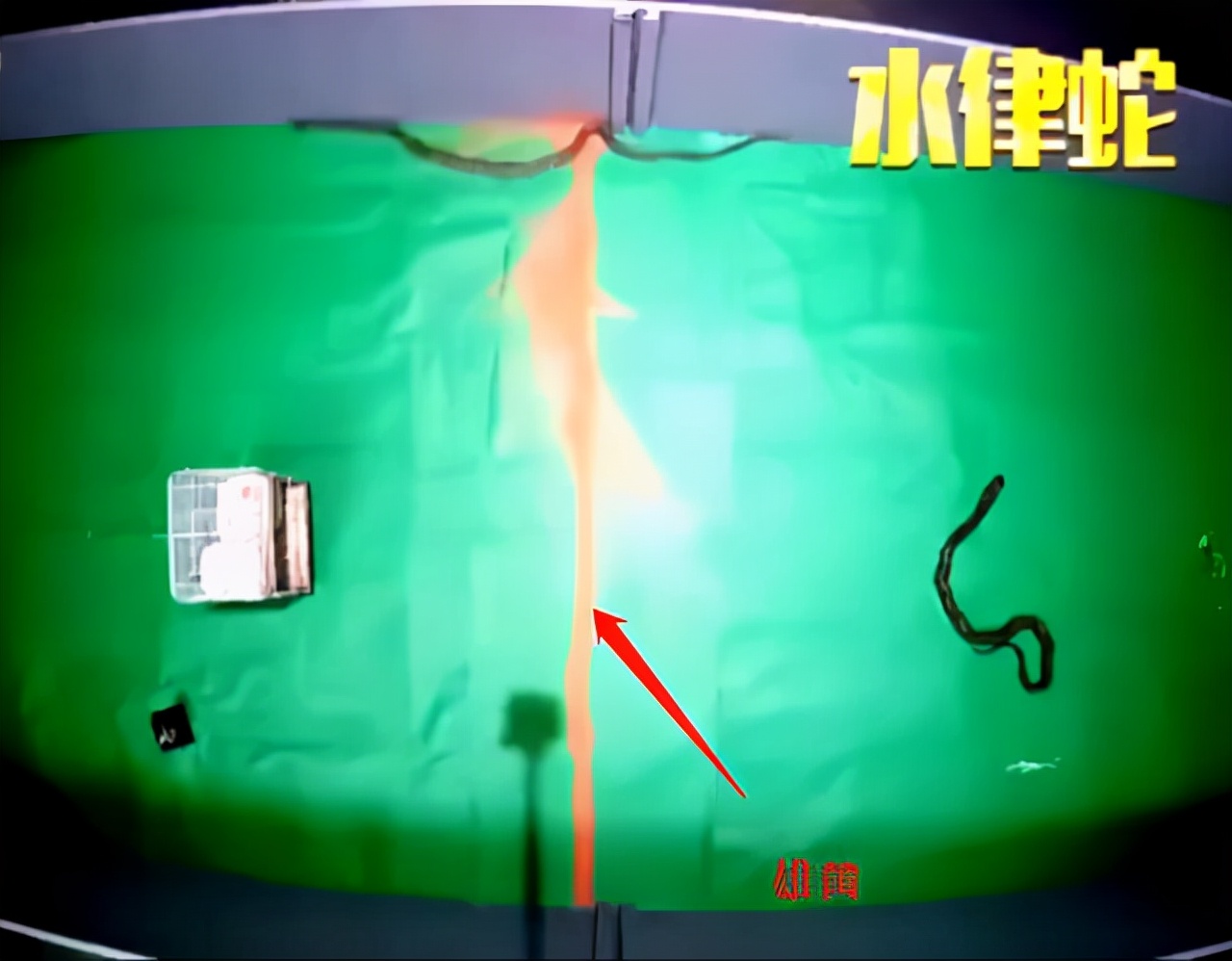 蛇不怕雄黄它究竟怕什么呢,蛇不怕雄黄粉而怕什么