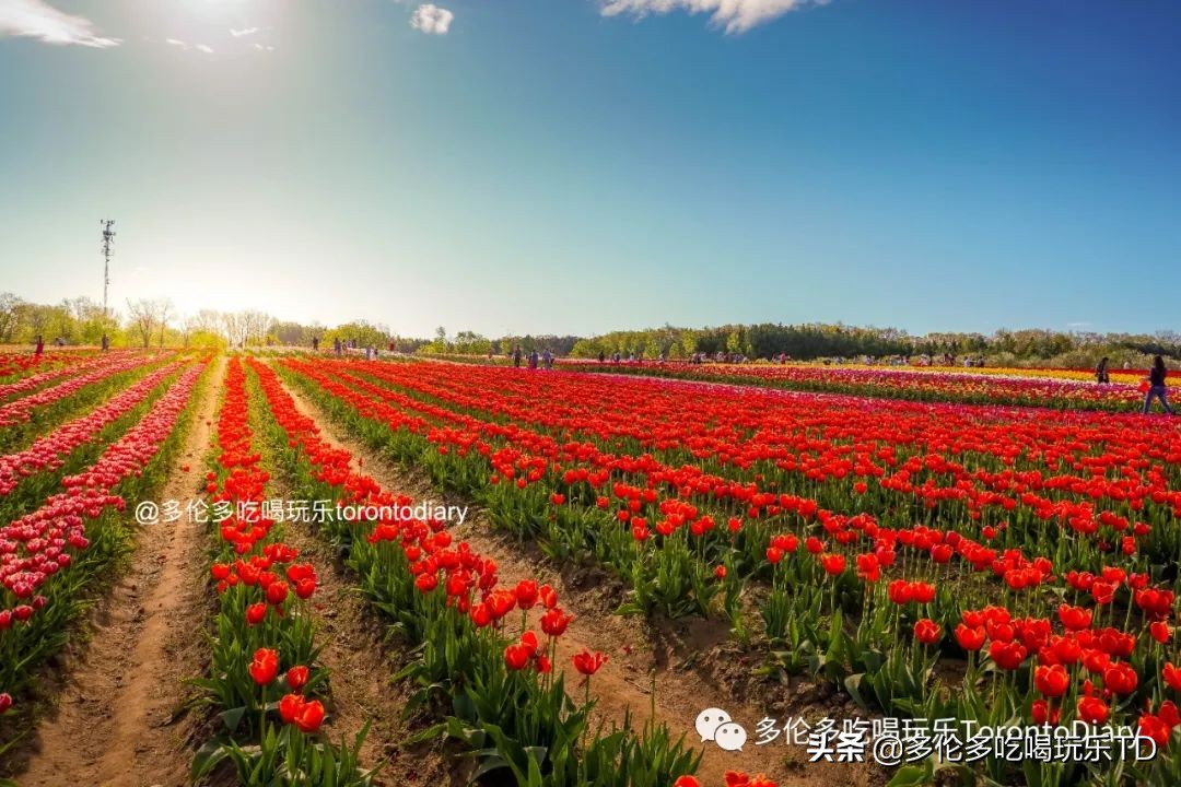 邂逅五彩斑斓的油菜花田,郁金香花田旅游攻略