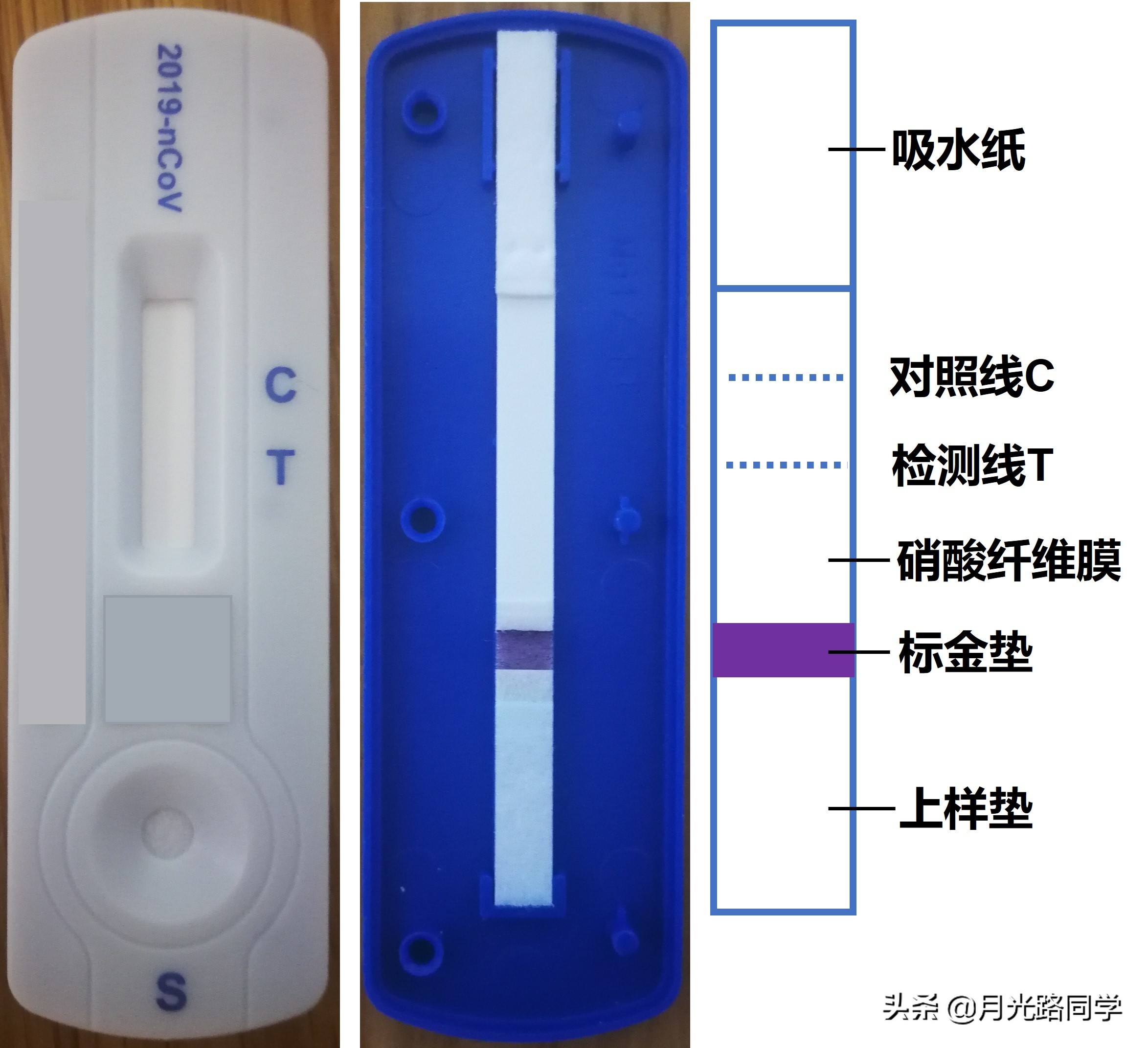 新冠抗原出现蓝色条,新冠抗原自测底色为何有红有白