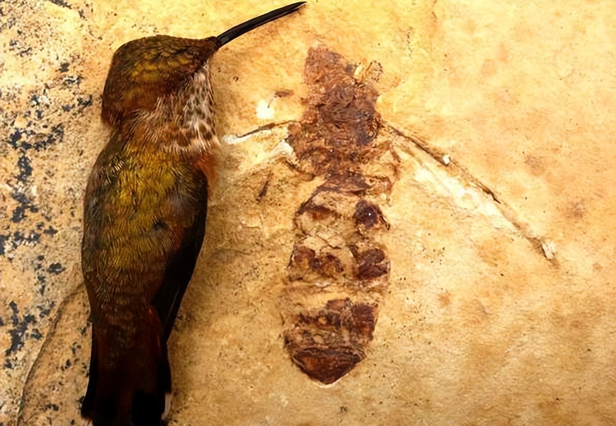 各种古生物化石图片,神秘的地球古生物昆虫化石