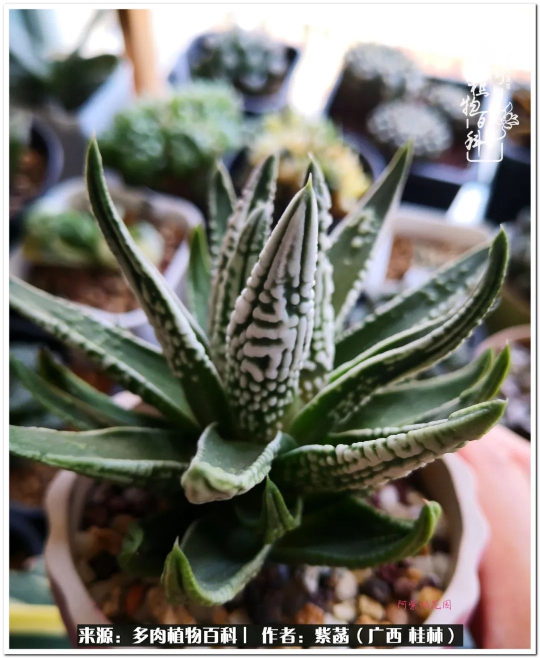 酷暑送清凉关爱入心田,酷暑慰问暖人心