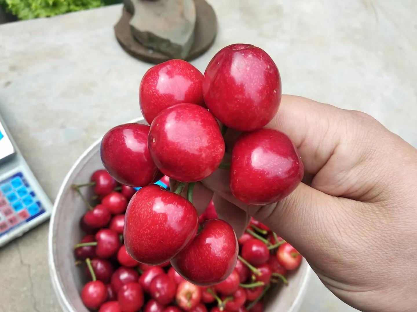 网购樱桃怎么挑选,网上买的大樱桃苗靠谱吗