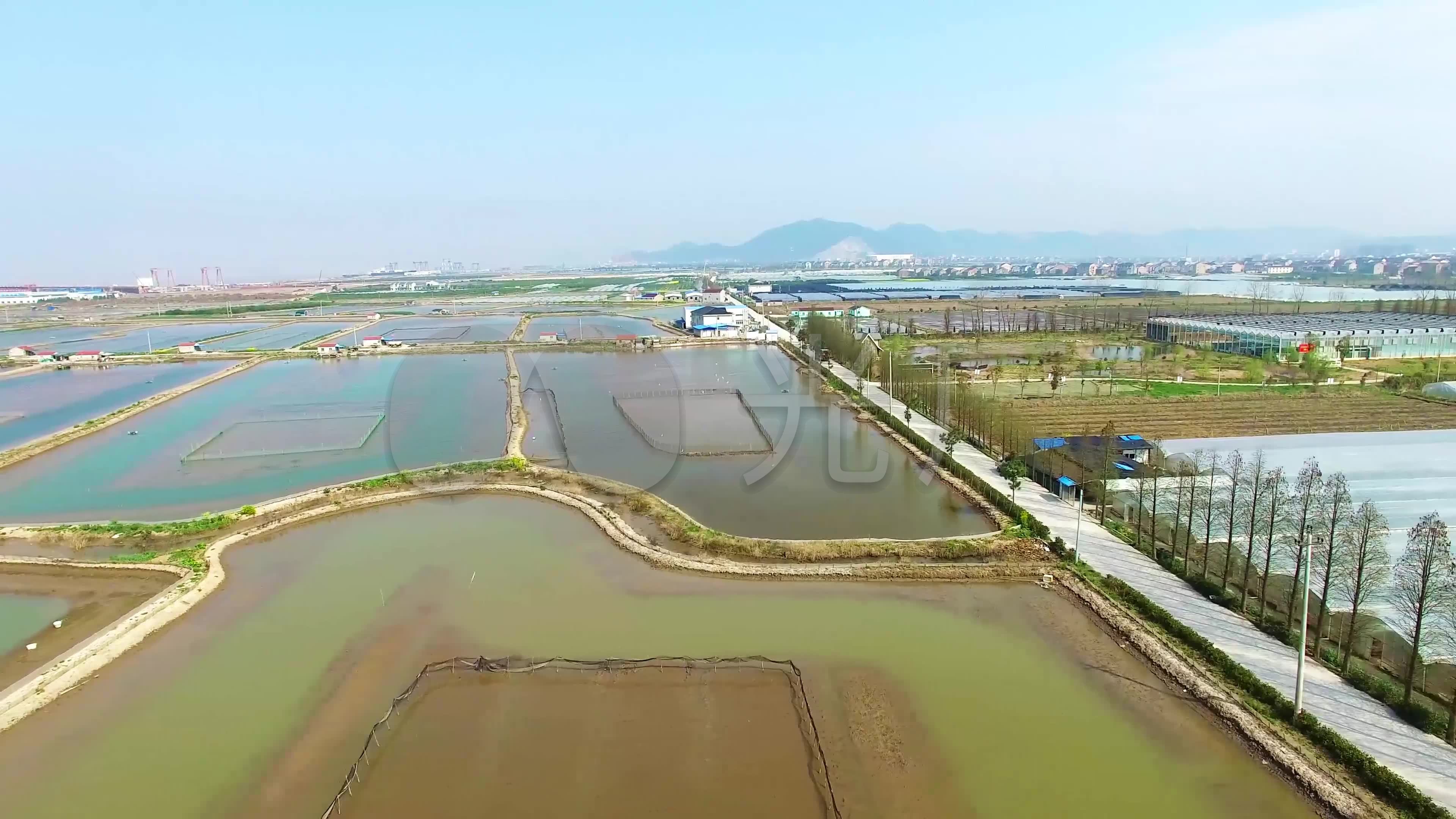 锯缘青蟹多少钱一只,锯缘青蟹家常做法