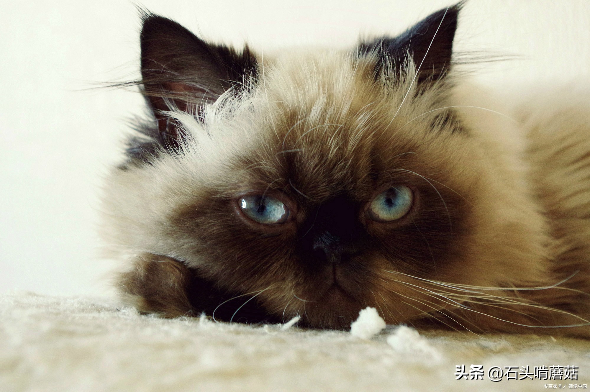 一招让猫咪喜欢你,十个方法让猫咪多喝水