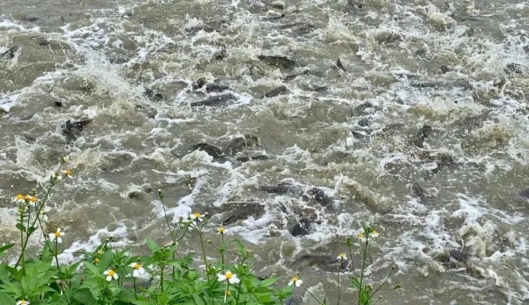 斑点叉尾鮰养殖现状最新,斑点叉尾鮰养到2斤要养多久