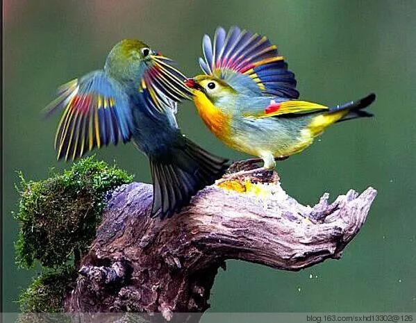 最美罕见的小鸟,全世界最罕见的小鸟