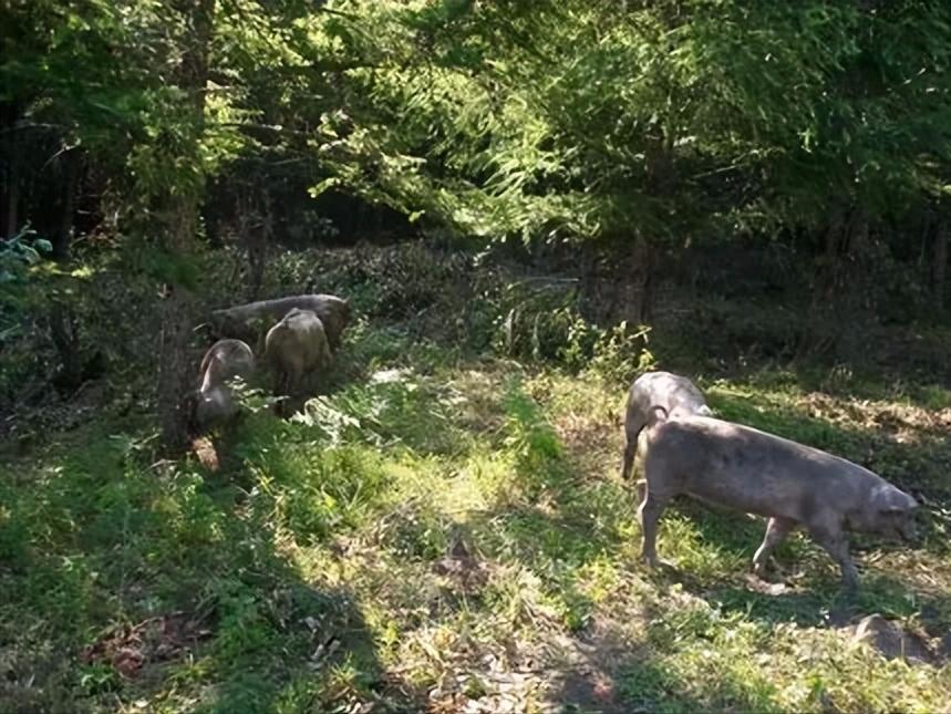 瀹夊窘鎬簨姣嶇尓鐢熶笅閲庣尓,鍐滄潙姣嶇尓浜т笅濂囩壒鐢熺墿