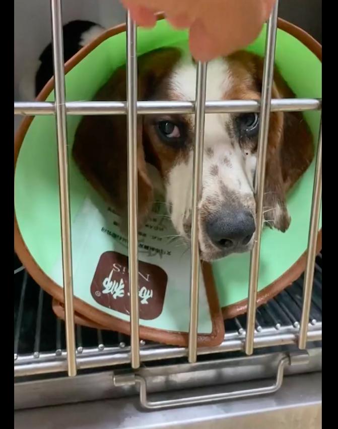 狗狗子宫脱落无法复位,狗狗子宫脱垂不治会怎样