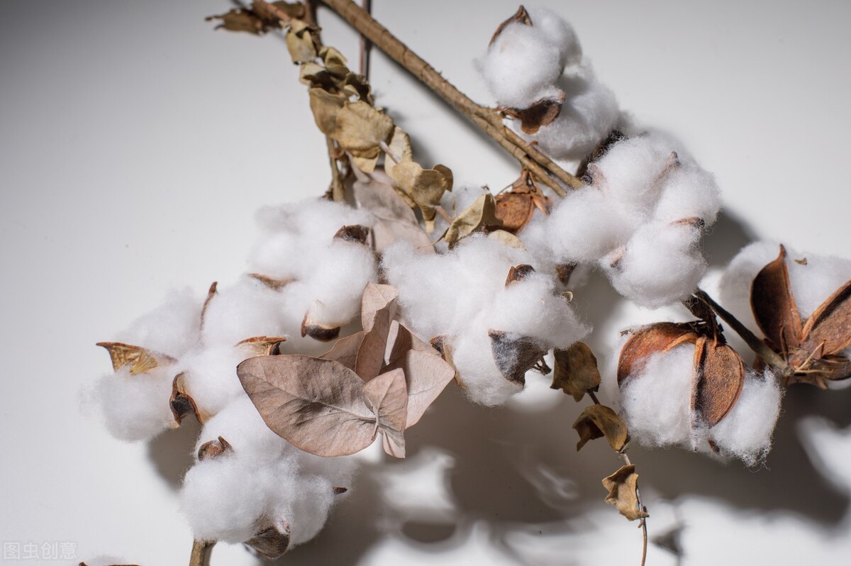 新疆棉和普通棉的区别,新疆棉和苏格兰棉哪种好